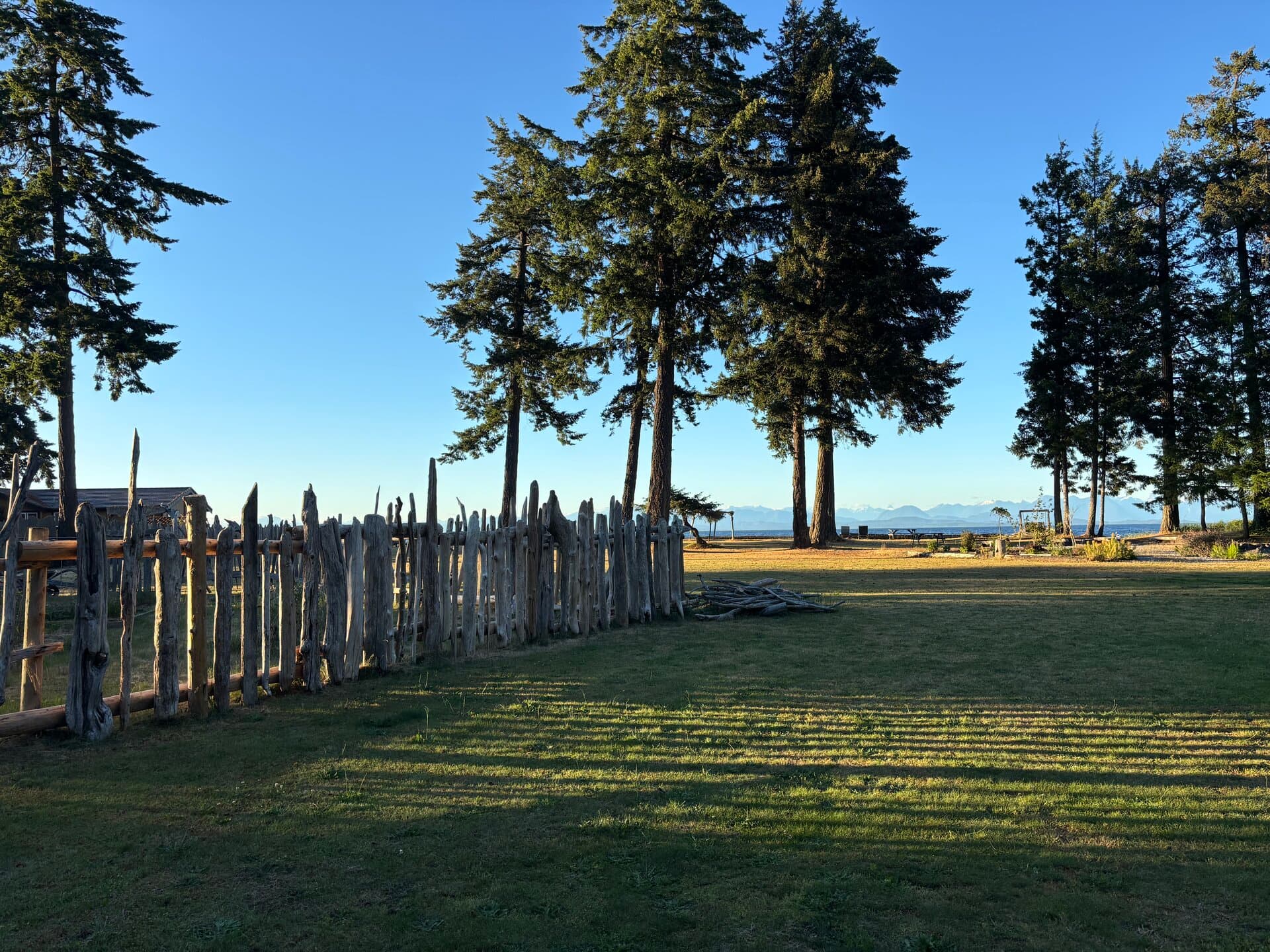 Coastal view through evergreen trees