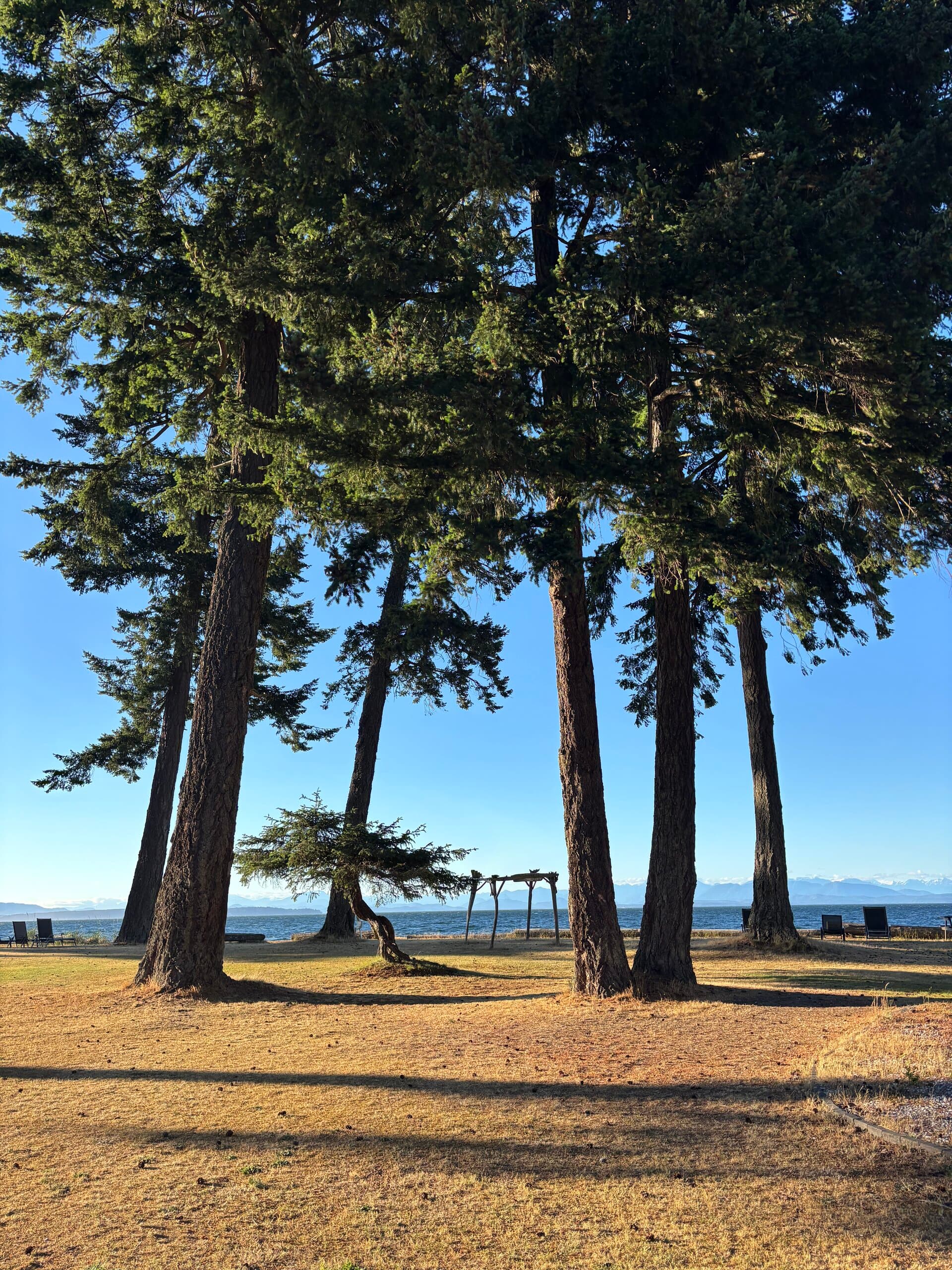 Trees framing ocean and mountain views with lounge chairs