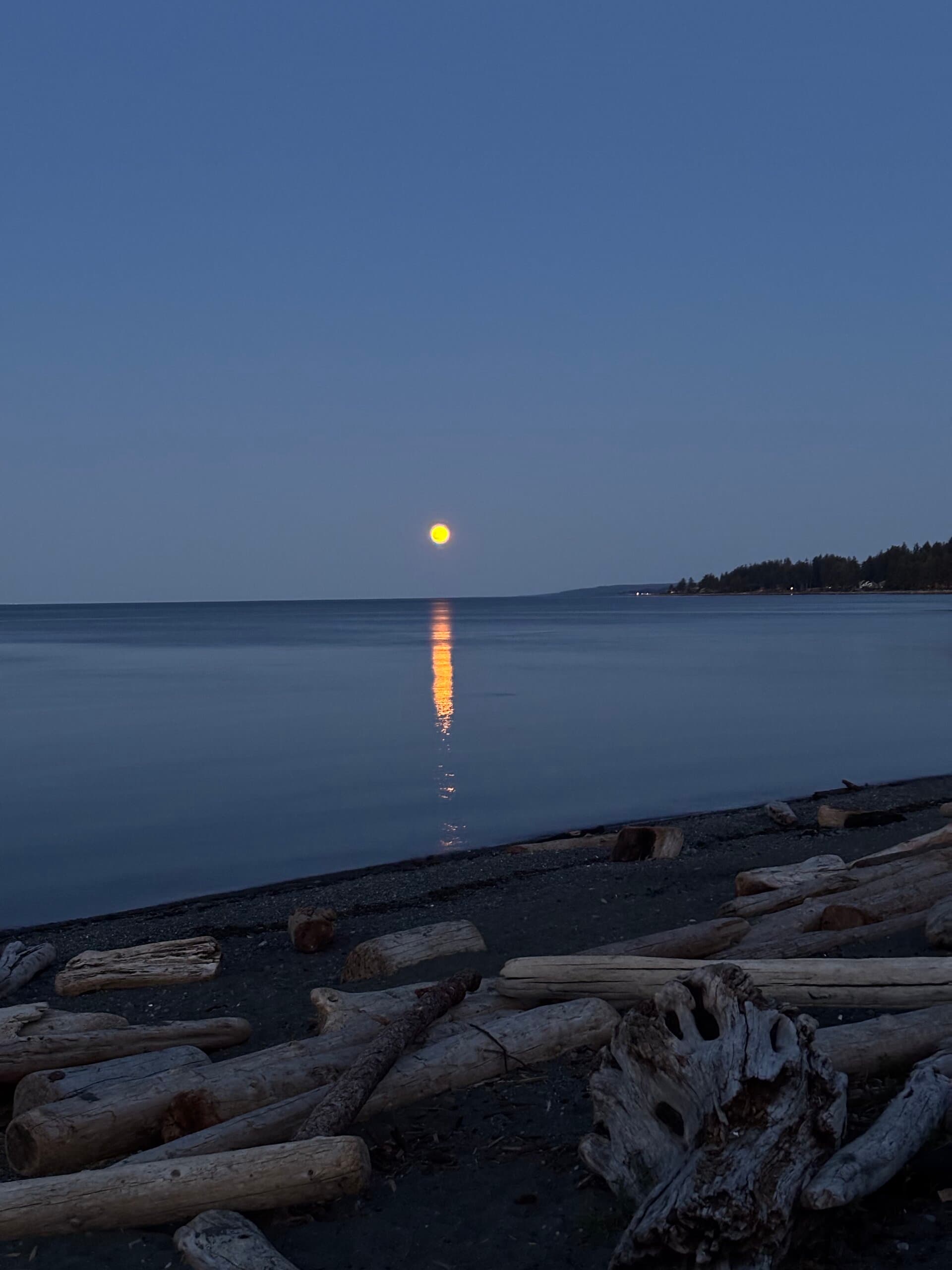 Moonlit beach with driftwood along the shore