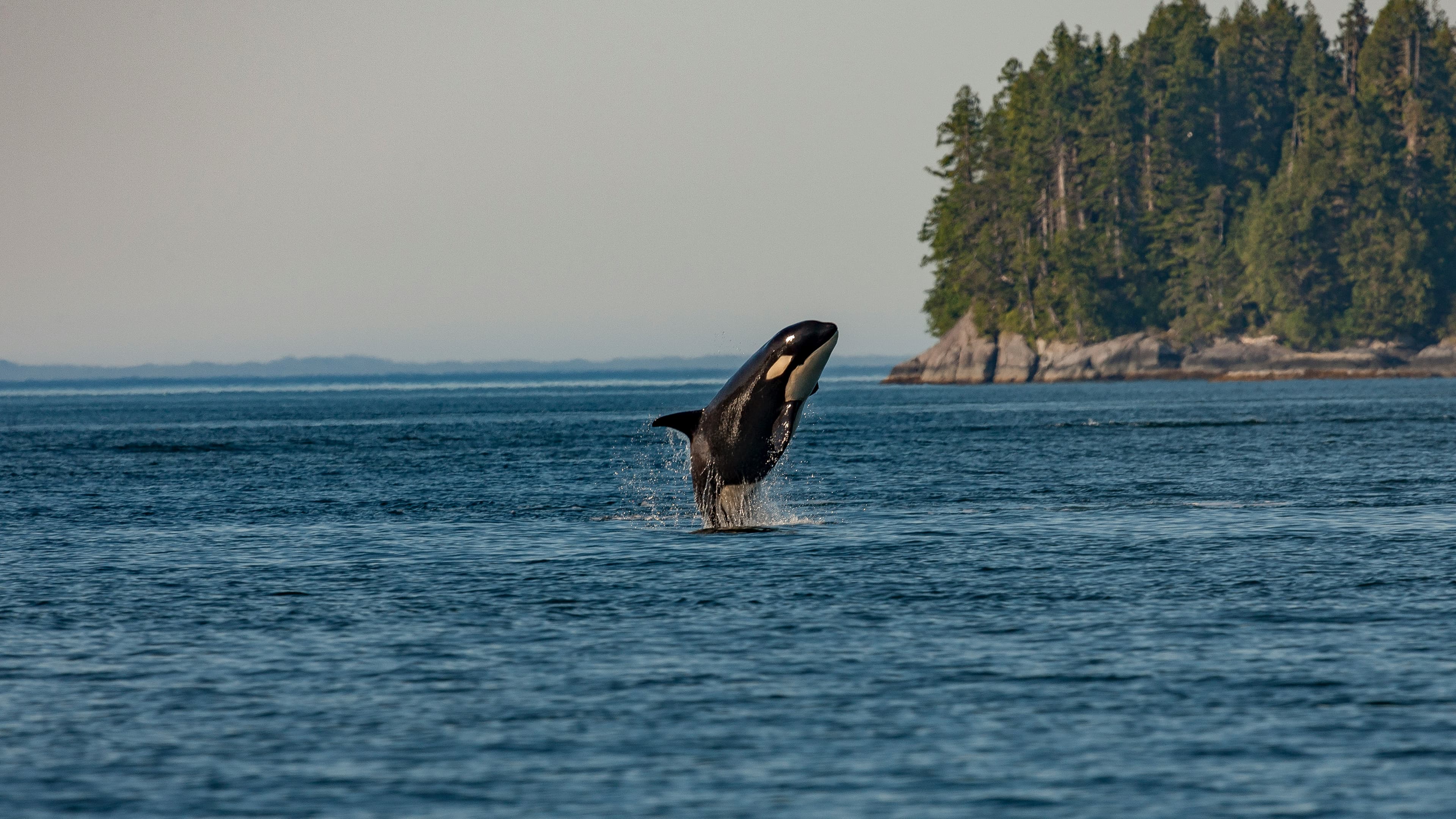 Whale Watching Tours